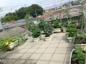 屋上プランター菜園