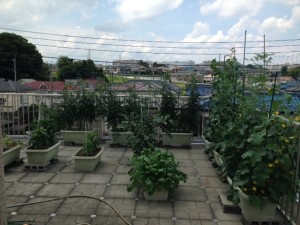 屋上のプランター菜園